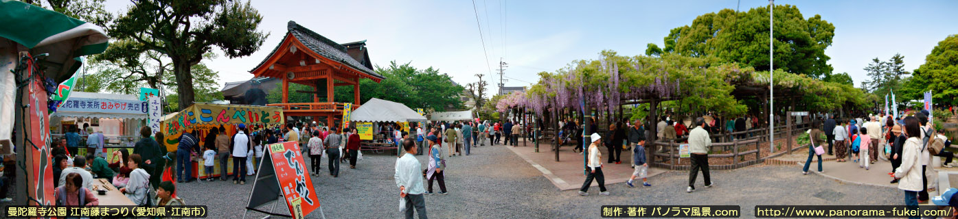 曼陀羅寺 江南藤まつりのパノラマ風景写真