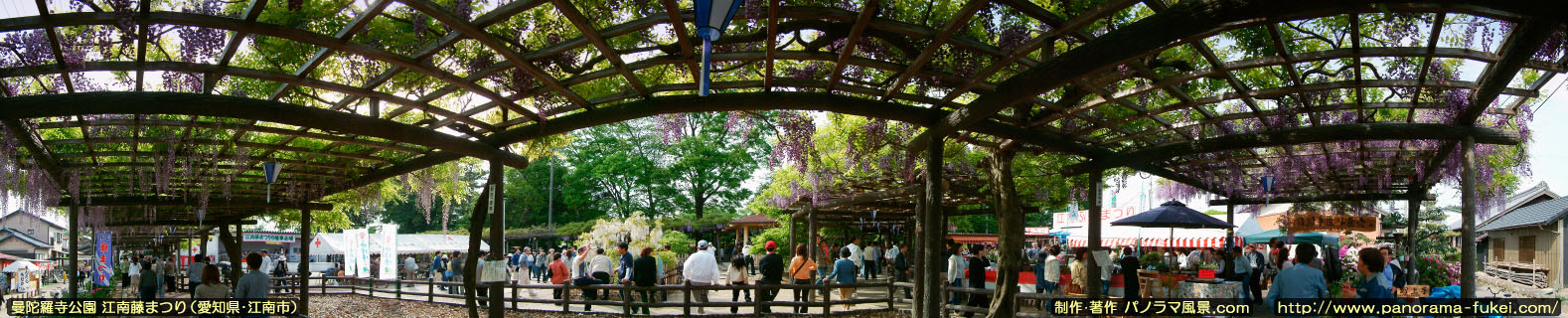 曼陀羅寺 江南藤まつりのパノラマ風景写真