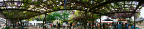 曼陀羅寺公園「江南藤まつり」のパノラマ風景写真(4)