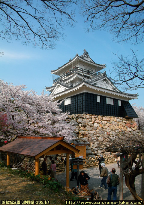 春の浜松城公園 「浜松城天守閣と満開の桜」