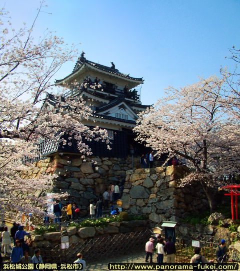 春の浜松城公園 「浜松城天守閣と満開の桜(4)」
