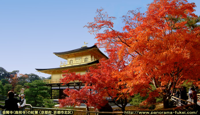 金閣寺の紅葉「真っ赤に燃えるモミジと金閣」