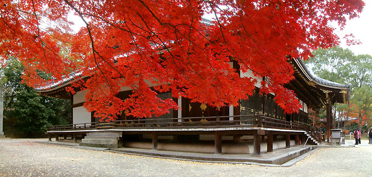 仁和寺の紅葉「真っ赤なモミジと金堂のパノラマ写真」
