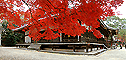 紅葉と金堂のパノラマ風景写真