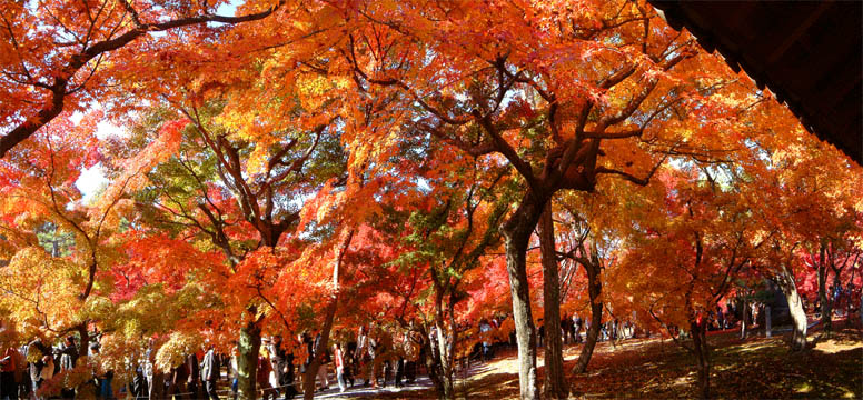 東福寺の紅葉「通天橋へ続く通路より」