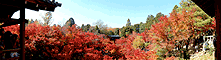 東福寺の紅葉のパノラマ風景写真