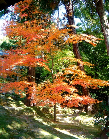 東福寺の紅葉「開山堂へ至る廊下より」