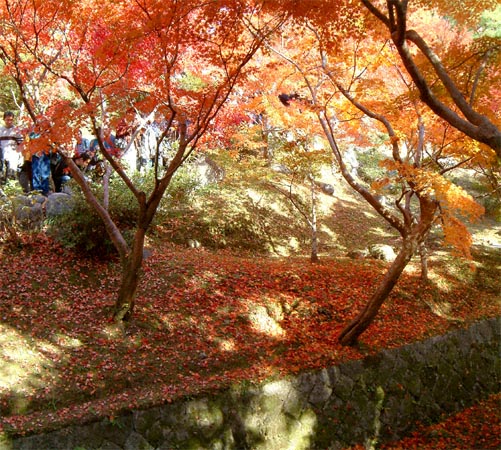 東福寺の紅葉「落ち葉」
